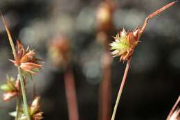 Image of dwarf rush