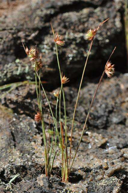 Image of dwarf rush