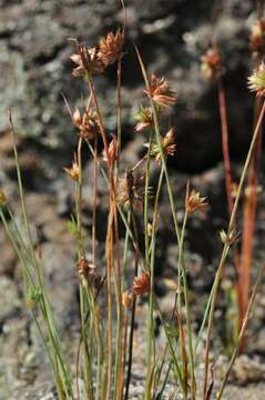 Image of dwarf rush