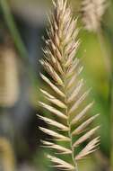 Image of wheatgrass