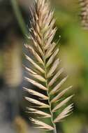 Image of wheatgrass