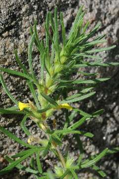 Image of Bugleweed