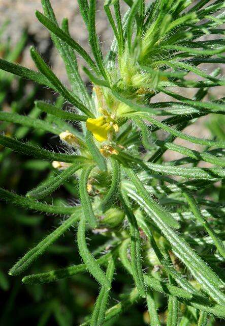 Image of Bugleweed