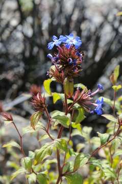 Image of Leadwort