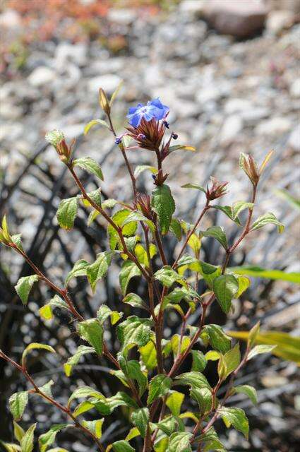 Image of Leadwort