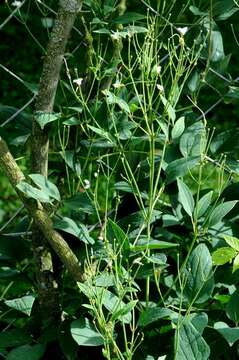 Imagem de Clematis lathyrifolia Bess. ex Reichb.