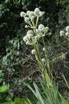 Image of eryngo