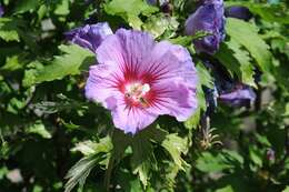 Image of rosemallow