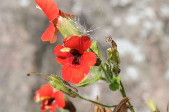 Erythranthe cardinalis (Douglas ex Benth.) Spach resmi