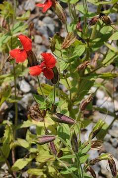 Image de Erythranthe cardinalis (Douglas ex Benth.) Spach