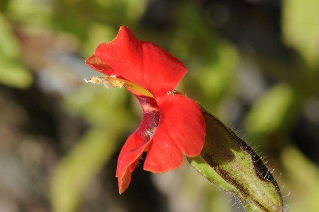 Plancia ëd Erythranthe cardinalis (Douglas ex Benth.) Spach