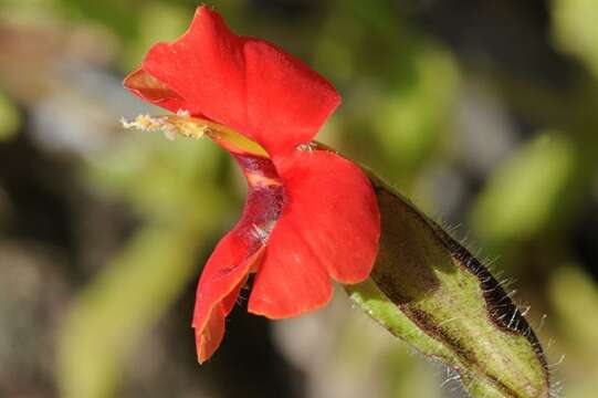 Erythranthe cardinalis (Douglas ex Benth.) Spach resmi