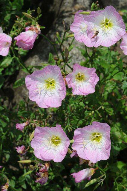 Image of evening primrose