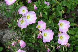 Image of evening primrose