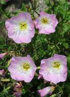 Image of evening primrose