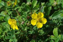 Image of Sibbaldia cuneifolia (Bertol.) Paule & Soják