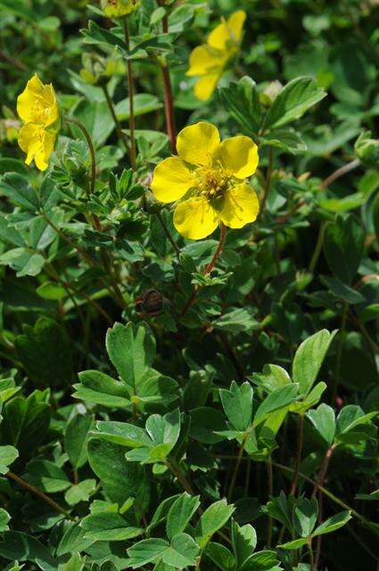 Image de Sibbaldia cuneifolia (Bertol.) Paule & Soják