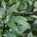 Salix lapponum L.的圖片