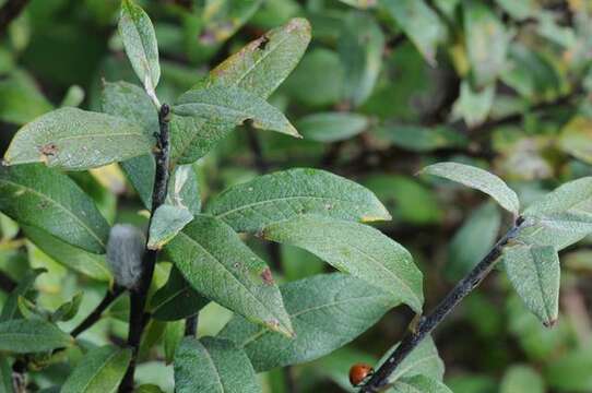 Salix lapponum L.的圖片