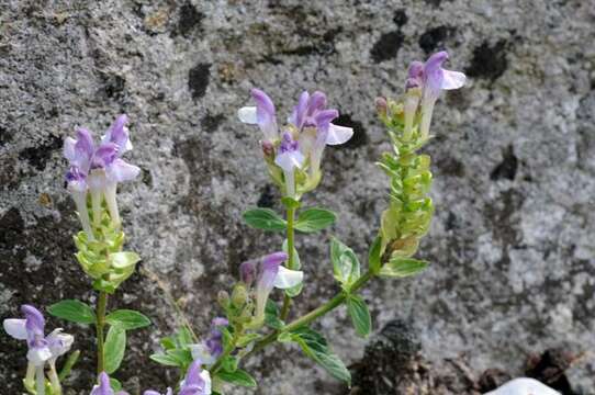 Image of Scutellaria alpina L.