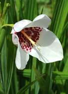 Image of peacock flower