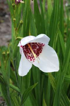 Image of peacock flower