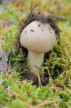 Image of Cortinarius caperatus (Pers.) Fr. 1838