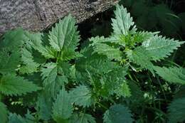 Image of Urtica kioviensis Rogow.