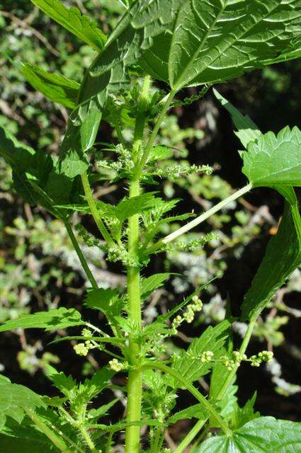 Plancia ëd Urtica kioviensis Rogow.