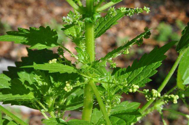 Image of Urtica kioviensis Rogow.