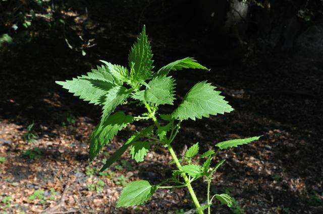 Слика од Urtica kioviensis Rogow.