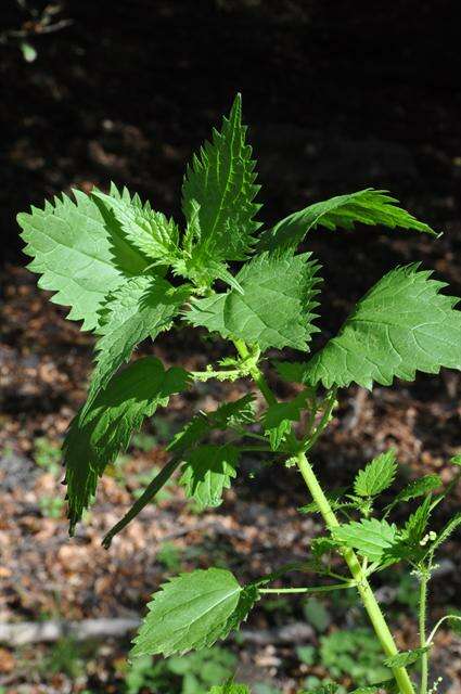 Image of Urtica kioviensis Rogow.