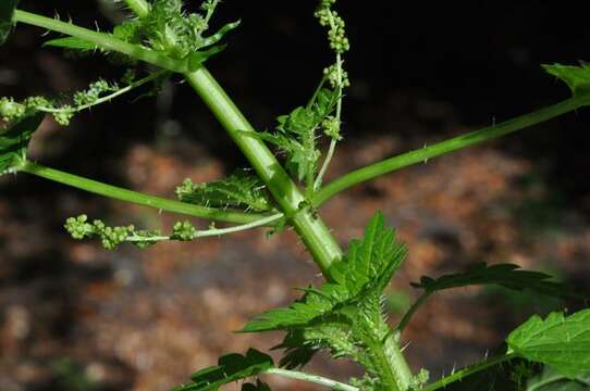 Image of Urtica kioviensis Rogow.