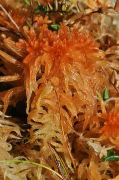 Слика од <i>Sphagnum brevifolium</i>