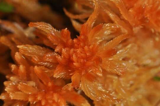 صورة <i>Sphagnum brevifolium</i>