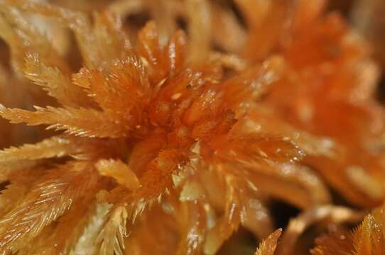 Image de <i>Sphagnum brevifolium</i>