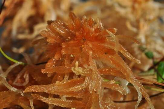 Слика од <i>Sphagnum brevifolium</i>
