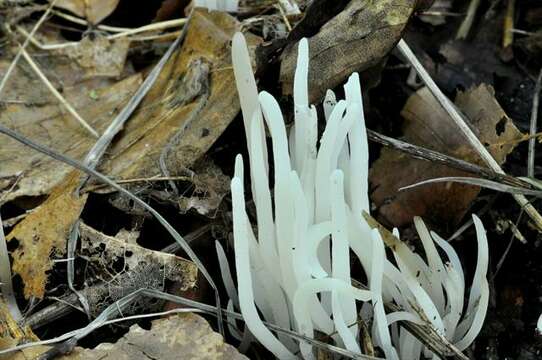 Clavaria falcata Pers. 1794 resmi