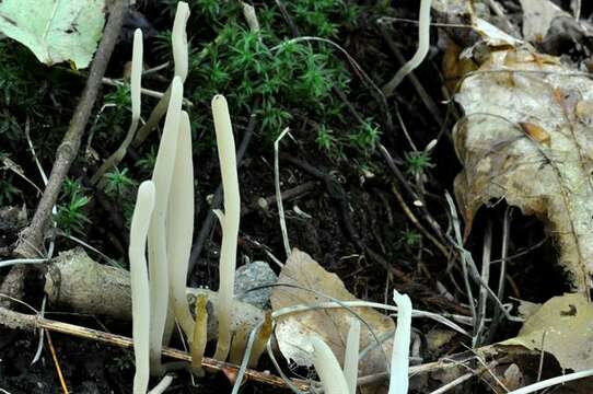 Image of Clavaria falcata Pers. 1794