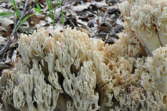 Imagem de Ramaria pallida (Schaeff.) Ricken 1920