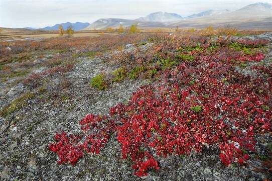 Image de Arctostaphylos alpinus (L.) Sprengel