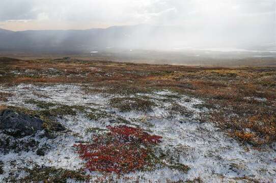 Image de Arctostaphylos alpinus (L.) Sprengel