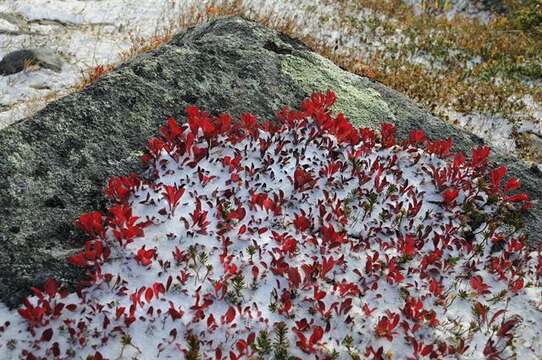 Image of Alpine bearberry