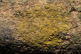 Image of eggyolk lichen