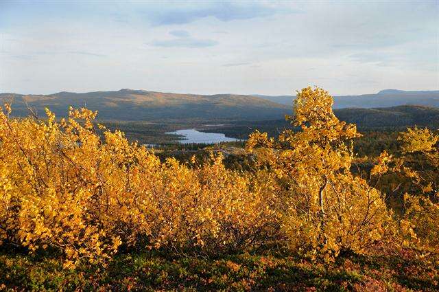 Imagem de Betula pubescens var. pumila (L.) Govaerts