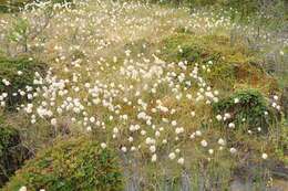 Image of Chamisso's Cotton-Grass