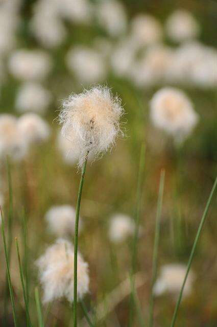 Image of Chamisso's Cotton-Grass