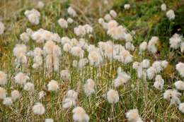 Image of Chamisso's Cotton-Grass