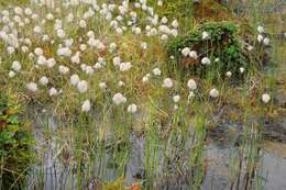 Image of Chamisso's Cotton-Grass