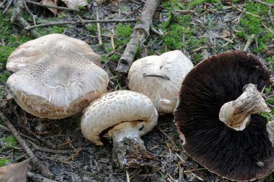 Image of Agaricus subfloccosus (J. E. Lange) Hlaváček 1951